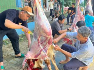 Pemotongan Hewan Kurban Di SMAI 2 Jakarta